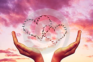 Female hands with flock of birds flying in the heart formation at sunset sky.