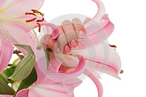 Female hands with French manicure and lily flowers isolated on white background