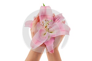 Female hands with French manicure and lily flowers isolated on white background