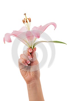 Female hands with French manicure and lily flowers isolated on white background