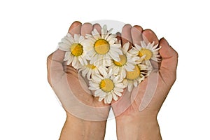 In female hands fresh flowers of white chamomile on a white background, the concept on the theme of female love, maternal care.