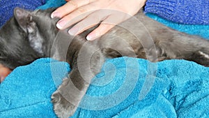 Female hands gently stroke the fur of a gray cat that sleeps on her lap. Cat purrs and massages with his paws
