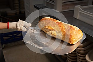 Female hands in gloves hold a shovel with a loaf of artisan bread. Homemade bread production