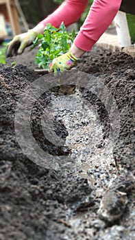 Female hands in gloves plant tomato seedlings in open soil in vegetable garden, green farm concept, selective focus