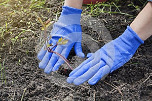 Female hands in gloves press the ground to the roots of a peony seedling. Planting flowers in the garden. Gardening Concept