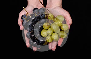 Female hands with green and black grapes.