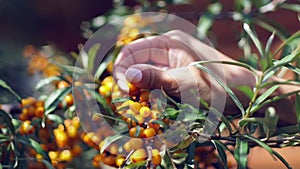 Female hands harvested sea buckthorn. Collection of sea buckthorn.