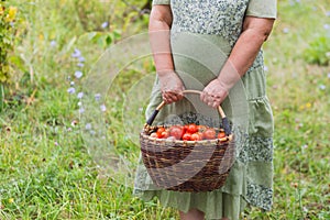 Una mujer manos sostener de tomates sobre el de césped verde 