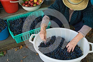 Female hands hold a bunch of small, blue Merlot grapes