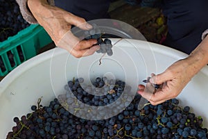 Female hands hold a bunch of small, blue Merlot grapes