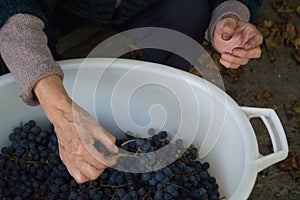 Female hands hold a bunch of small, blue Merlot grapes