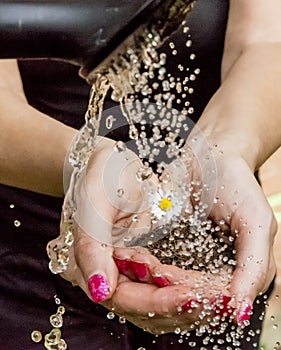 Female hands hold a daisy planted in a clod of earth, while it is watered