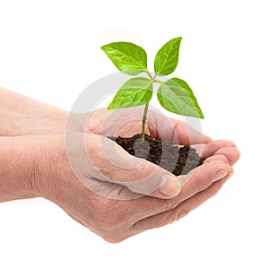 Female hands hold the earth with the sprout