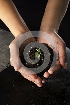 Female hands hold the earth with a sprout on a white background. a new plant has grown in the ground. first leaves close-up.