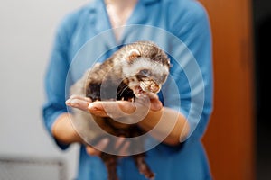 Female hands hold a ferret. Veterinarian girl