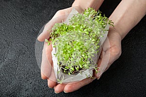 Female hands hold in hand a micro-salad greens