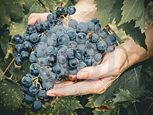 Female hands hold large clusters of black grapes, freshly picked in the vineyard during the harvest