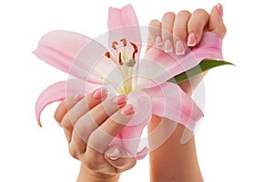 Female hands hold a lily flower by the pink petals. French manicure body care