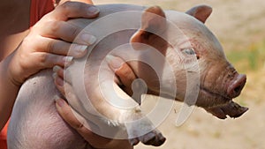 Female hands hold a newborn five-day-old pig, adults and a child gently stroke him in a petting zoo on a pig farm