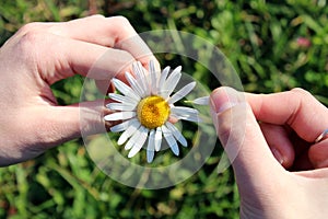 Female hands hold one daisy and guess a loved one