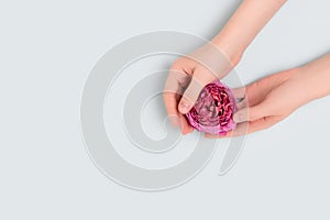 Female hands hold pink rose flower head on a blue background.