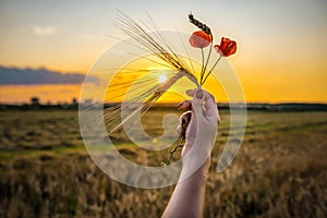 Female hands hold a red poppy flower and wheat ears at sunset