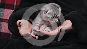 Female Hands Hold and Stroke Cute Kitten Cutely Looks Directly at the Camera