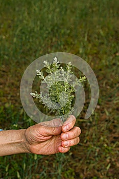 Female hands hold on to branches with leaves of Tauric wormwood.