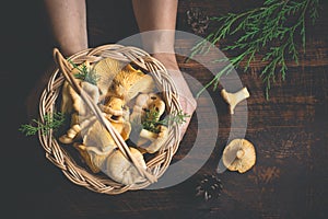 Female hands holding a basket with forest mushrooms chanterelles on a dark background