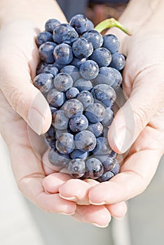 Female Hands Holding Bunch of Pinot Noir Grapes photo