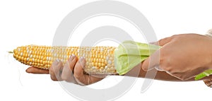 Female hands holding a corn