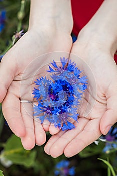 Female hands holding cornflowers close-up