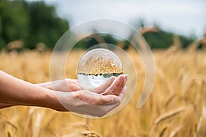 Female hands holding a crystal sphere over a wheat field