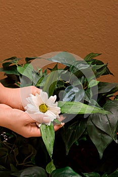 Female hands holding daisy