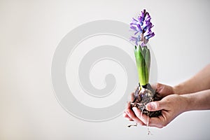 Female hands holding a flower seedling.