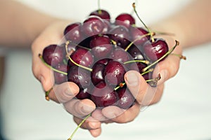 Female hands holding fresh sour cherries