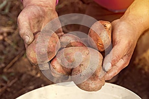 Female Hands Holding Freshly Picked Potatoes