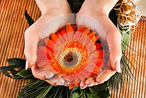 Female hands holding Gerbera orange flower