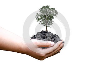 Female hands holding green tree on white background