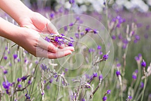 Female hands holding a handful of lavender in a field