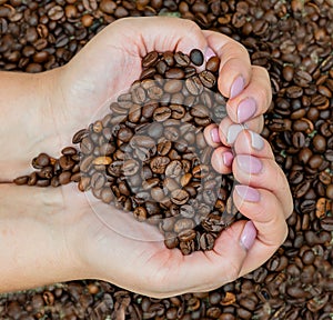 Female hands holding a handful of roasted coffee beans