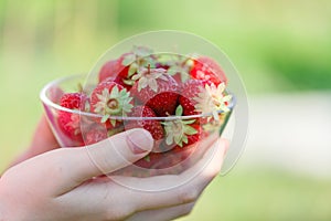 Female hands holding handful of strawberries close up