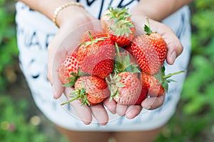 Female hands holding handful of strawberries