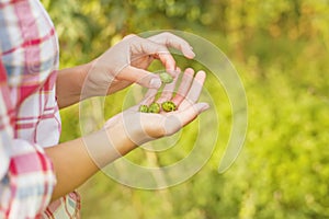 Female hands holding a harvest of hops