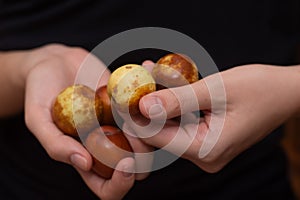 Female Hands Holding Jujube Fruits. Gently holding a selection of brown-speckled jujube fruits