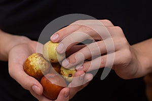 Female Hands Holding Jujube Fruits. Gently holding a selection of brown-speckled jujube fruits