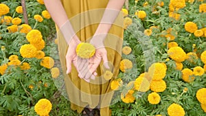 female hands holding a marigold flower
