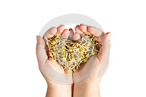 Female hands holding microgreen lentil sprouts in heart shape photo