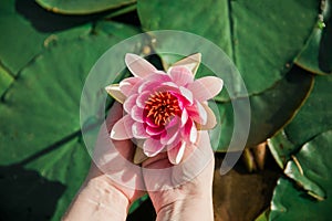 Female hands holding pink lotus blossom