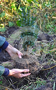 Female Hands Holding and Planting Boxwood, Buxus Bush with Roots